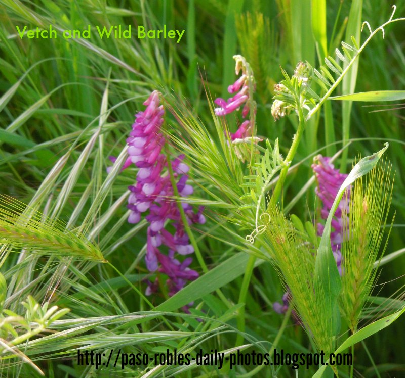 Vetch Growing with  Wild Barley along a Hiking Trail in Paso Robles