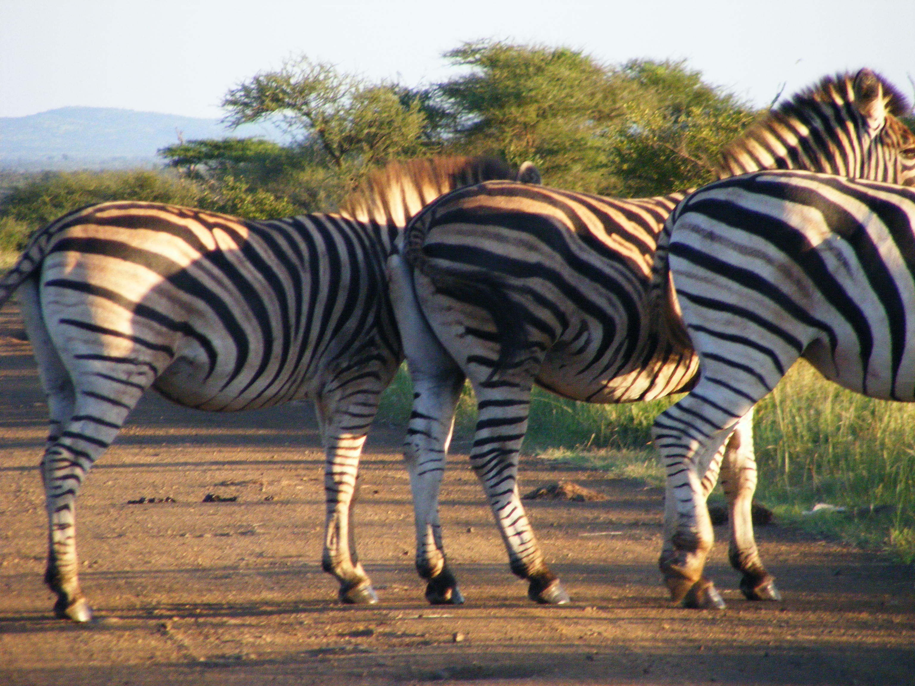 zebra's in action - follow my leader zebra's in action - follow my leader