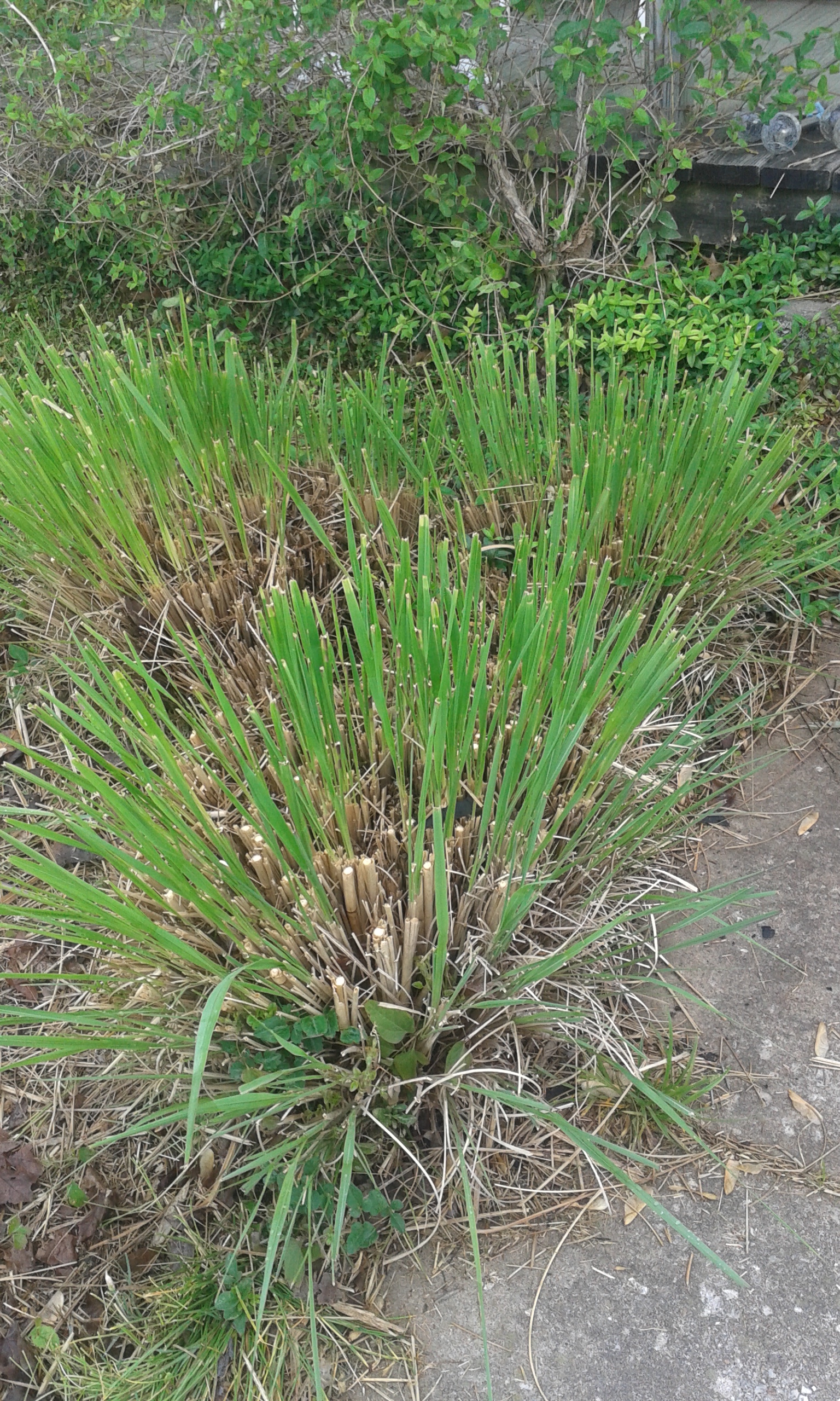 Pampas Grass sprouting again. Picture is mine.