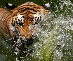A tiger cooling off at assam jungles - A royal bengal tiger cooling off at assam jungles