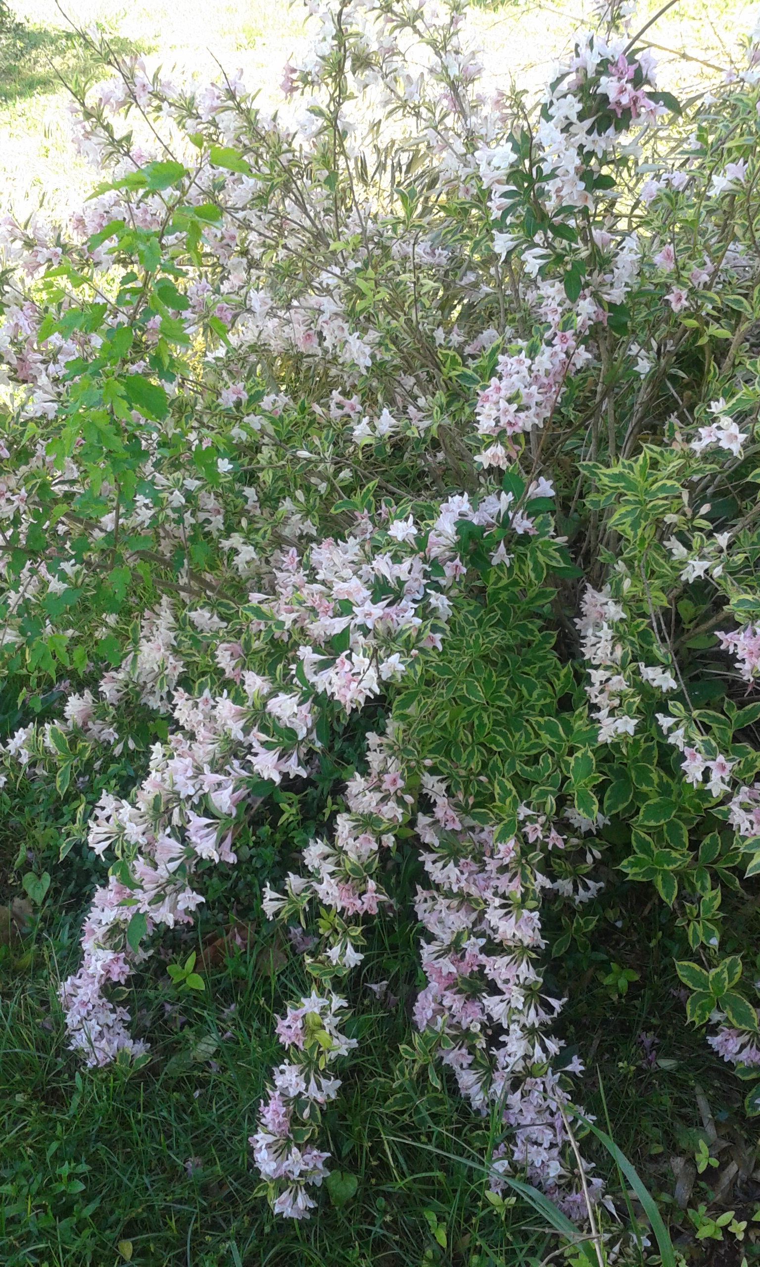 Unknown bush in bloom. Picture is mine.