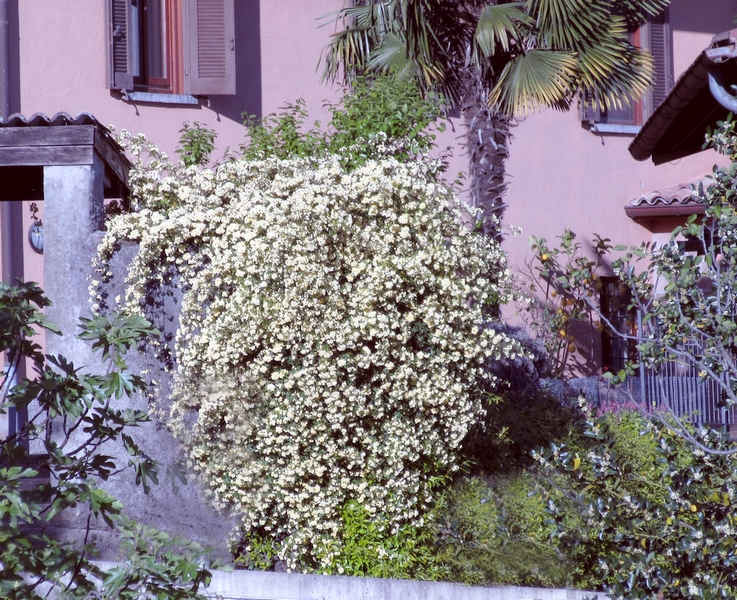 Climbing Roses by LadyDuck Climbing Roses by LadyDuck