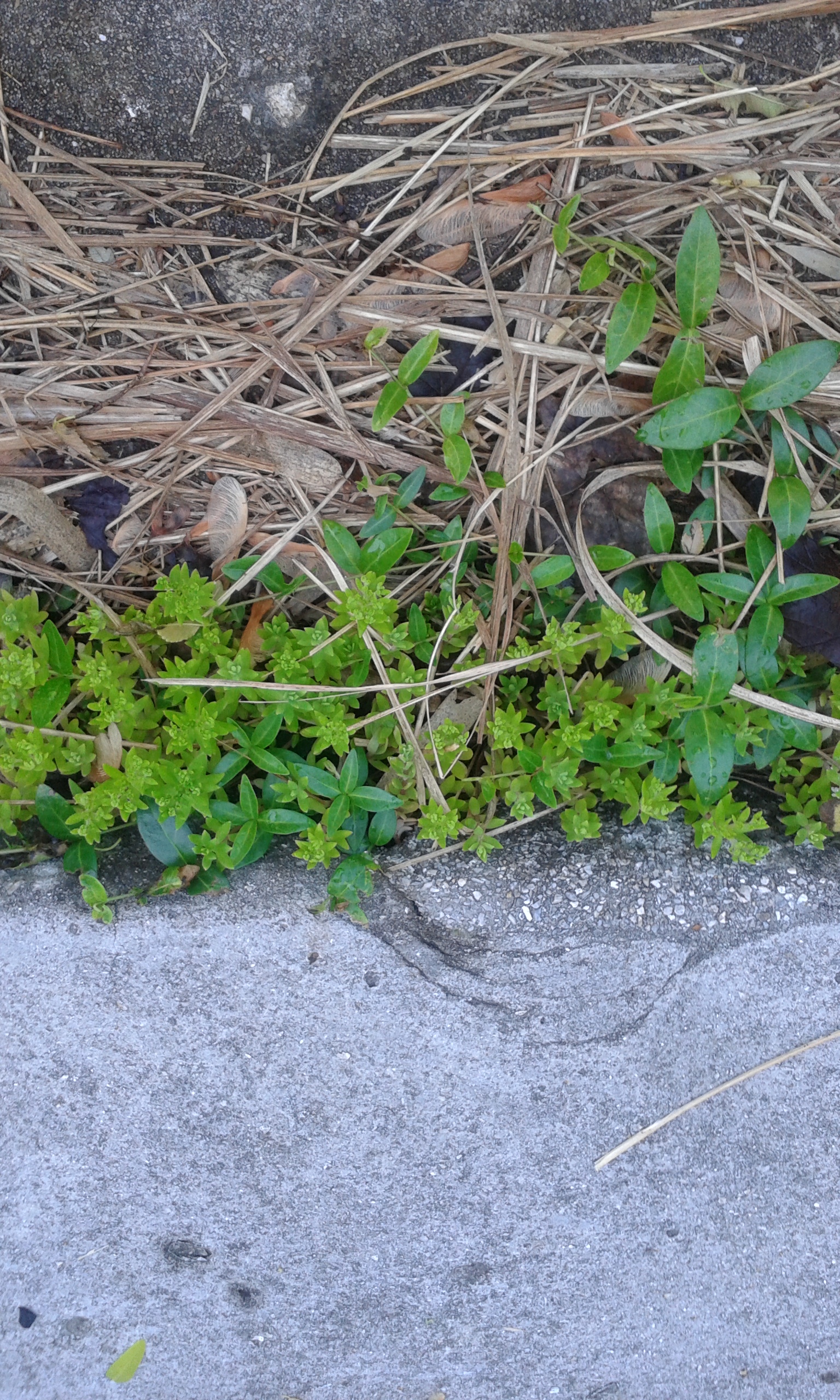 Hardy succulents.