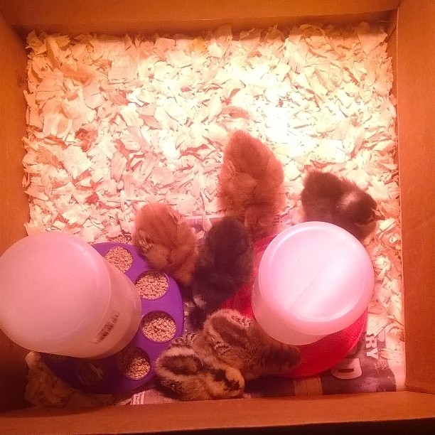 my 6 chicks in all their glory