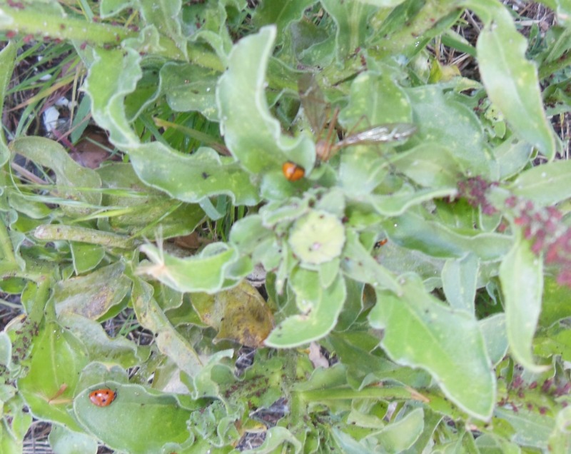 Lacewing Dining on Aphids with Ladybugs