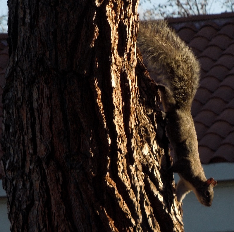 Squirrel Coming Down Tree Squirrel Coming Down Tree