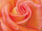 Rose, flower - Rose, flower