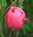 Rose, flower - Rose, flower