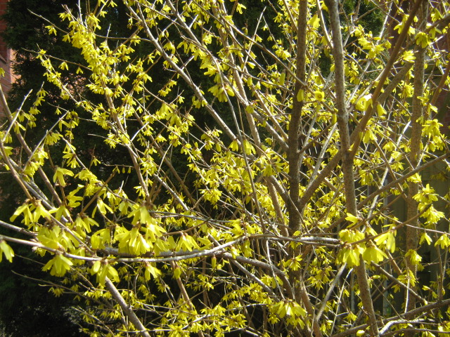 forsythia, mowing the lawn, 