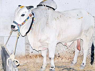 Ongole Young Bull Ongole Young Bull