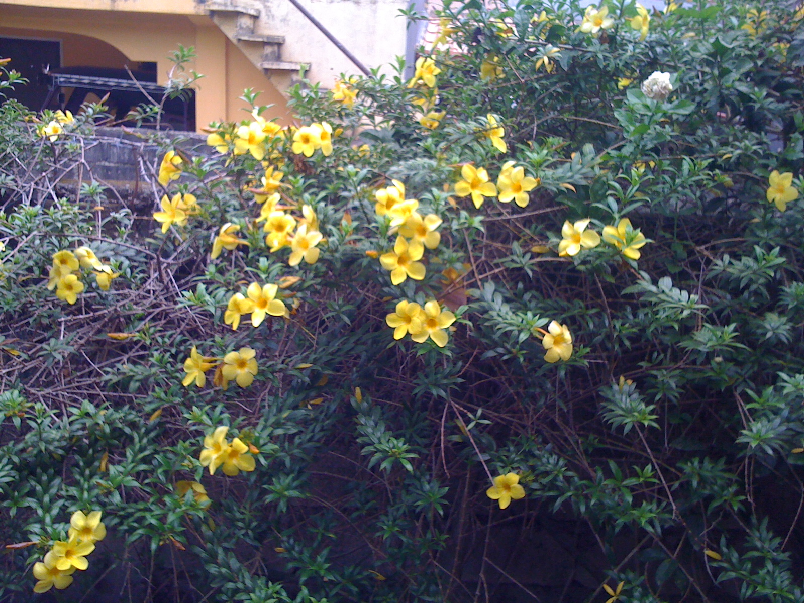 our yellow bells our yellow bells