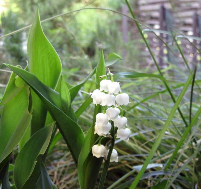 A lily of the valley in my garden