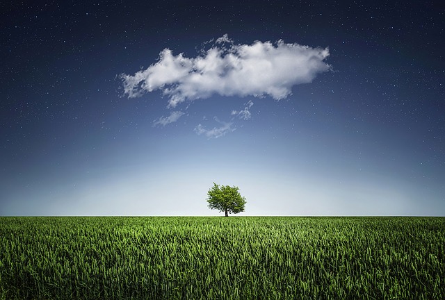 Tree image by Bessi, from Pixabay Tree image by Bessi, from Pixabay