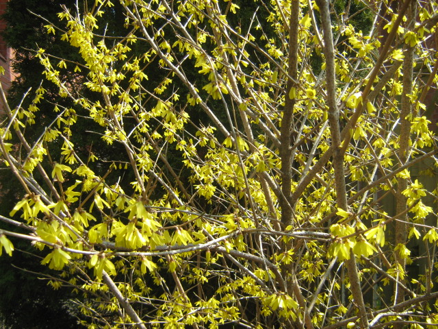 forsythia bush,