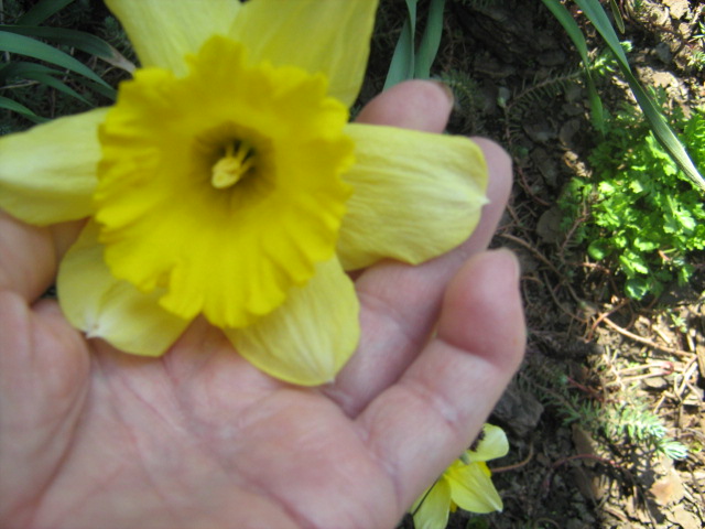 a daffodil,