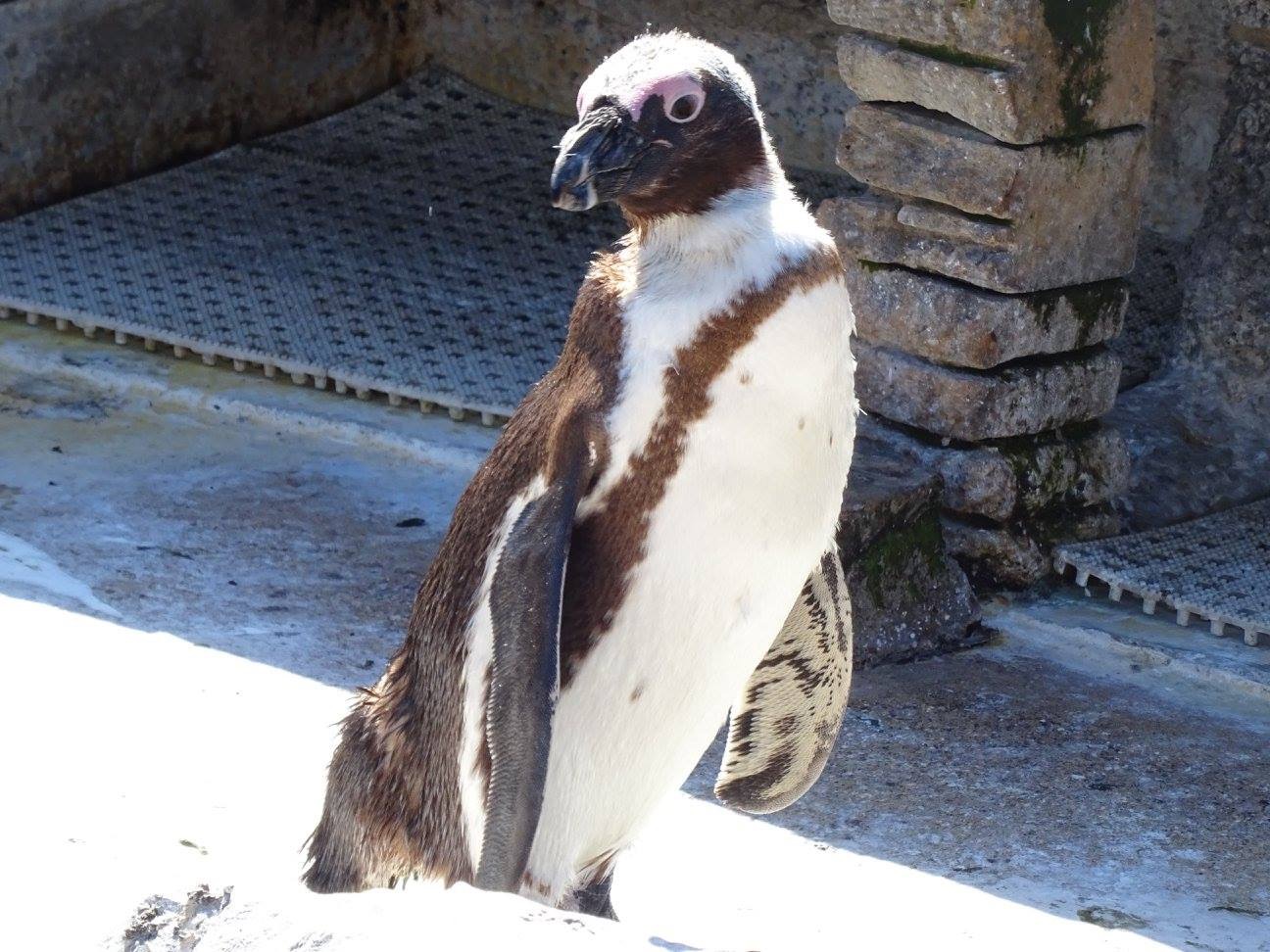 Penguin by Frances 