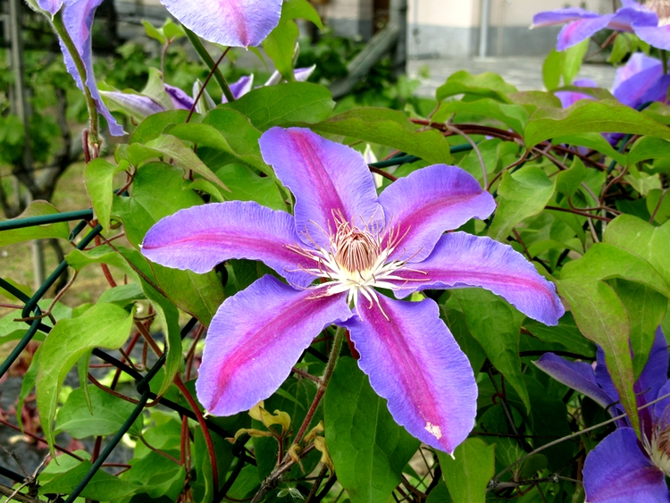 A blue flower - photo by LadyDuck A blue flower - photo by LadyDuck