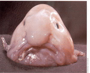 ugliest fish