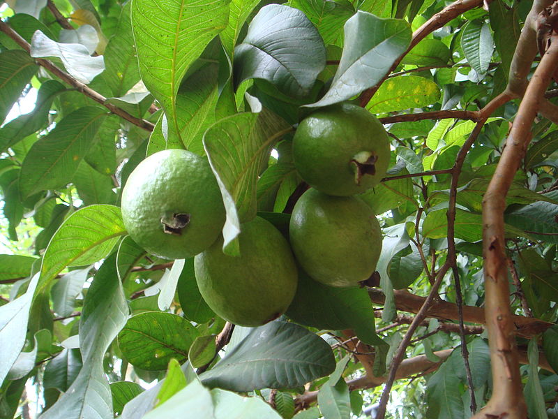 https://commons.wikimedia.org/wiki/File:Guava_Fruits_with_Leaves.JPG https://commons.wikimedia.org/wiki/File:Guava_Fruits_with_Leaves.JPG