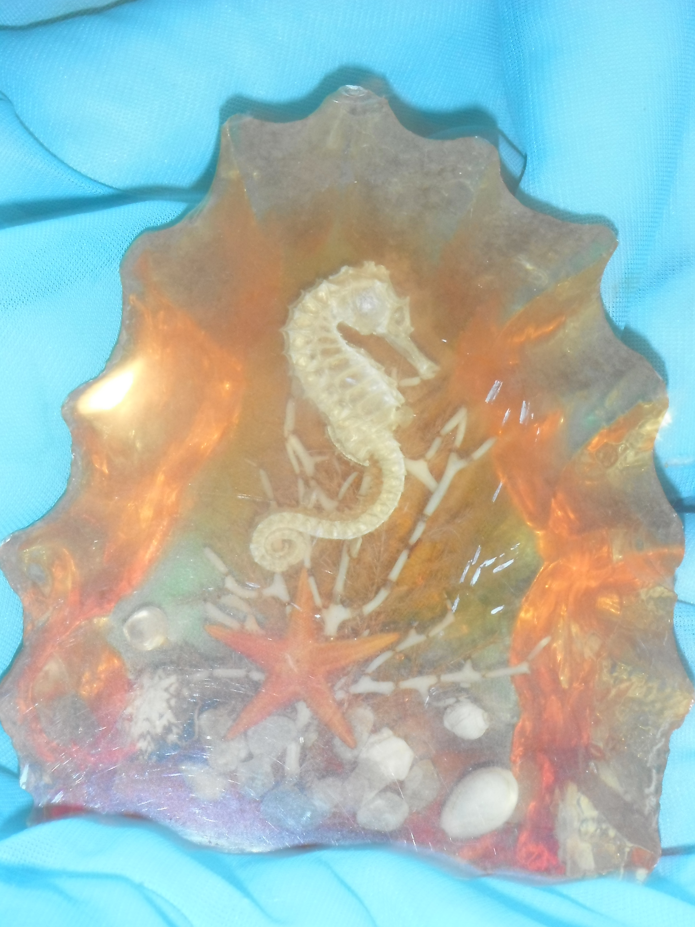 Photo taken by me – my seahorse paperweight Photo taken by me – my seahorse paperweight