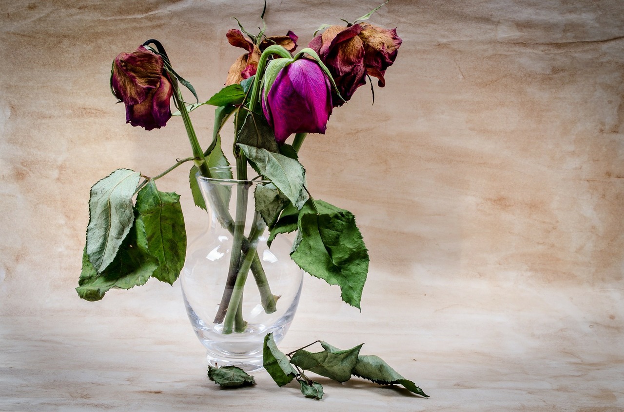 https://pixabay.com/en/flower-dead-wither-rose-death-316437/