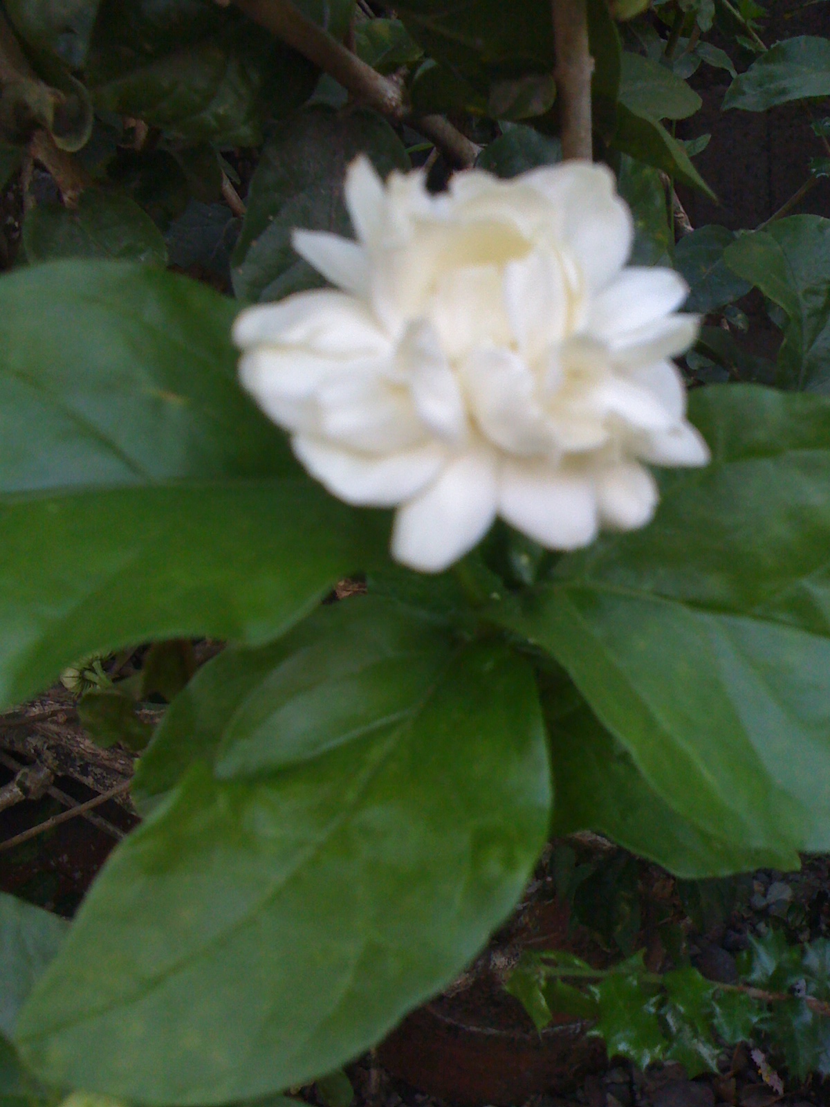 a sampaguita from our lawn