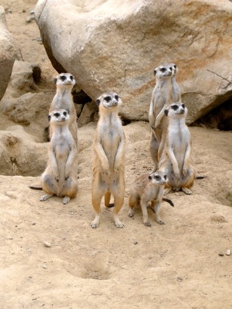 https://pixabay.com/en/meerkat-zoo-animal-sand-desert-363051/ https://pixabay.com/en/meerkat-zoo-animal-sand-desert-363051/