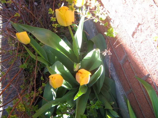 yellow tulips,