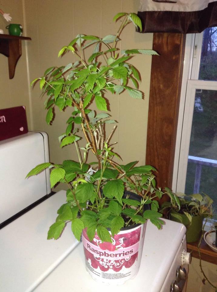 The raspberry plant I bought my daughter The raspberry plant I bought my daughter