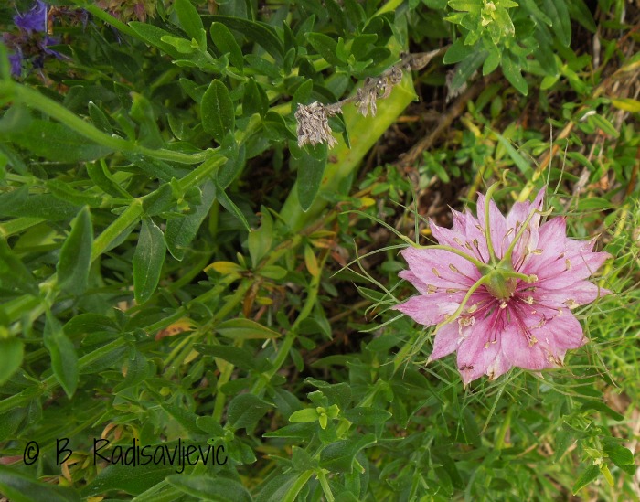 Rose Nigella Flower