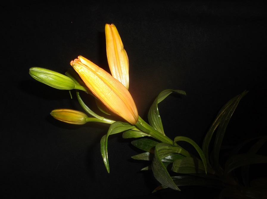 Day lilies my mother got today, photo by me