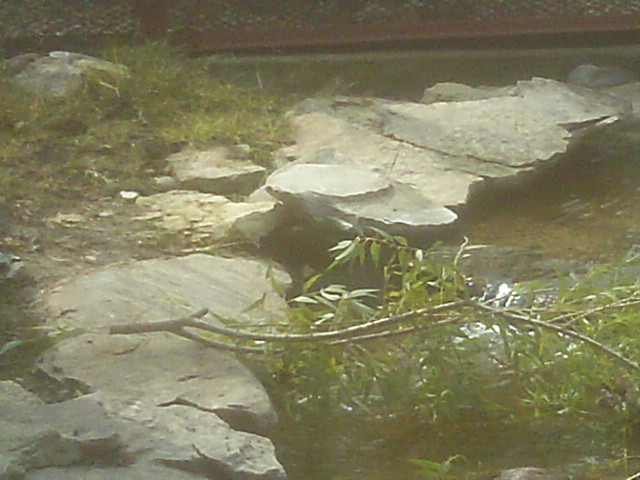 image from a zoo