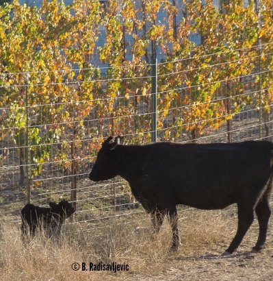 Mama Cow Urging Calf to Come Back to the Rest of the Herd Mama Cow Urging Calf to Come Back to the Rest of the Herd