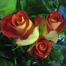 roses - roses