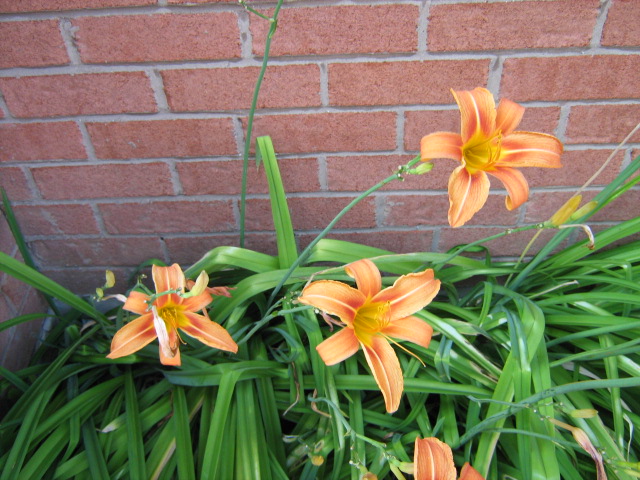 orange flowers, daylilies,