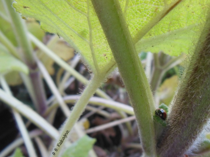 Ladybug  Hiding in Clary Sage Plant