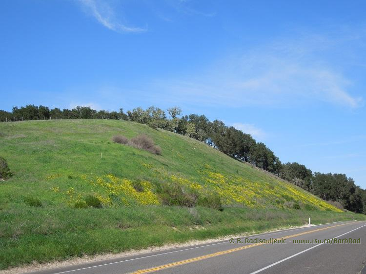 Mustard along Highway 46 West in Templeton, CA