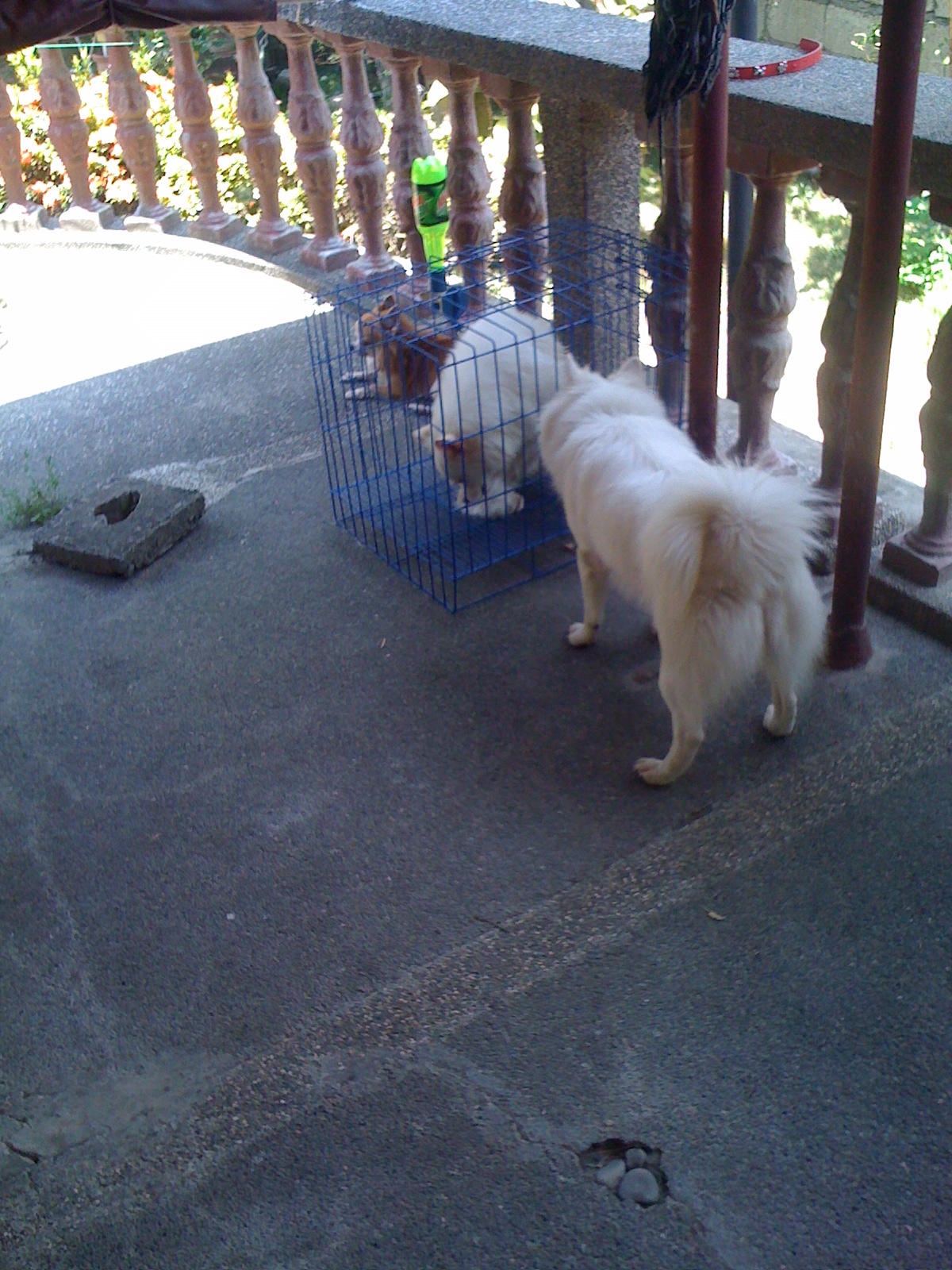 Macy in cage, XANDER AND CHIBI GUARDING HER