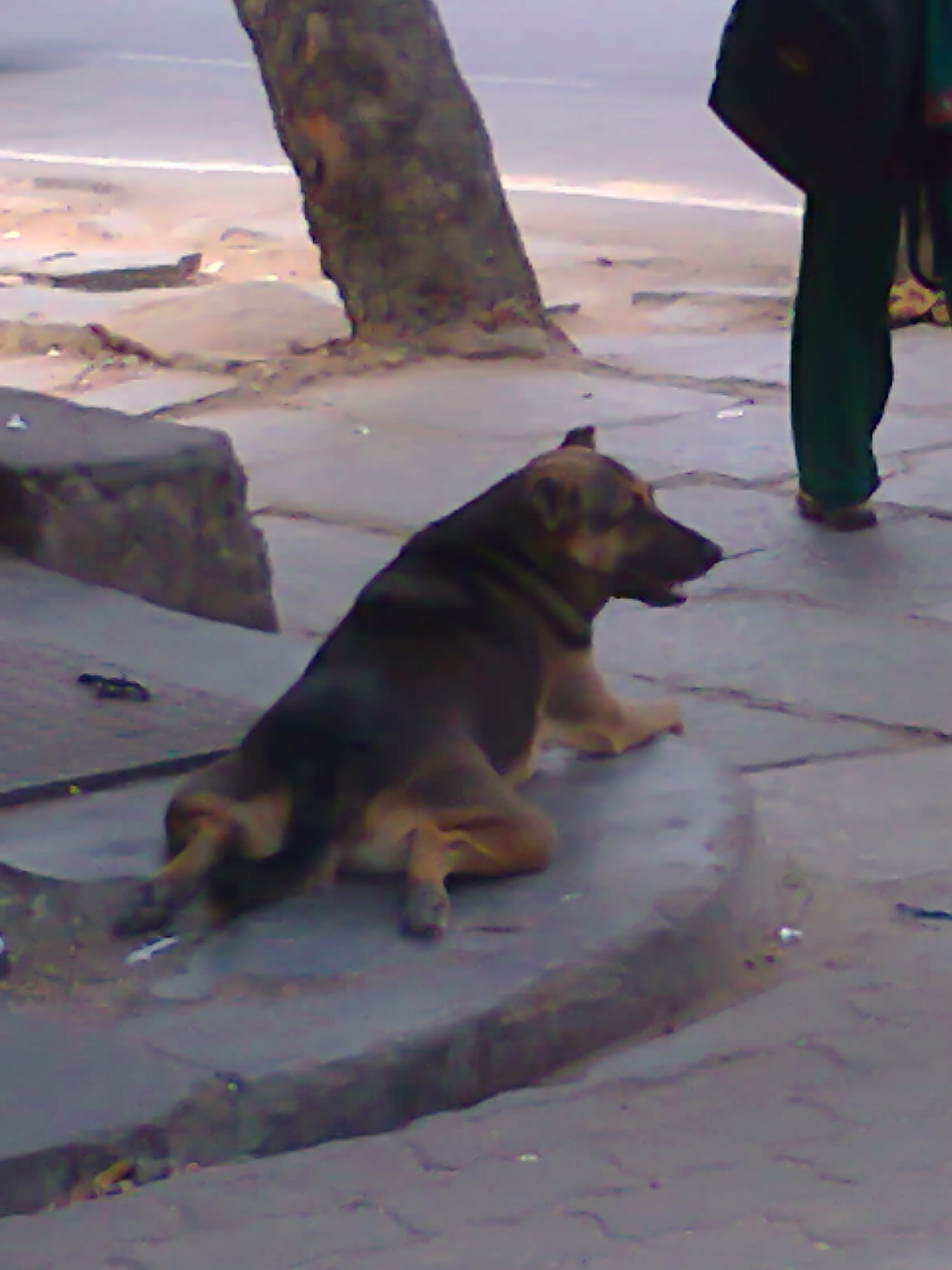 funny doggy funny doggy