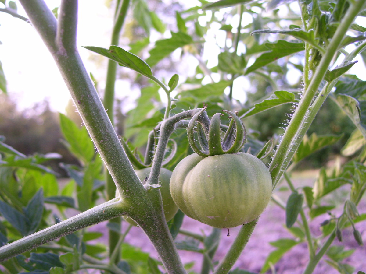 Springtime Tomatoes