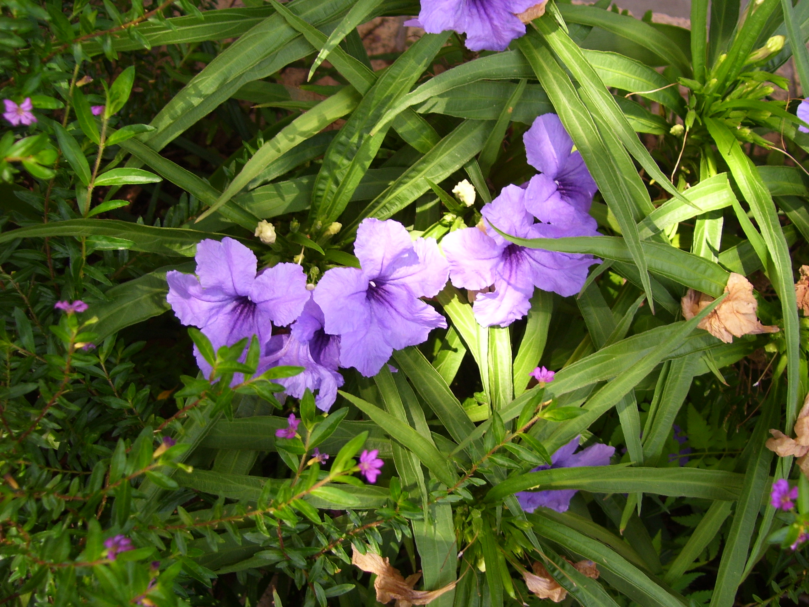 Purple Alligator Tree Flowers