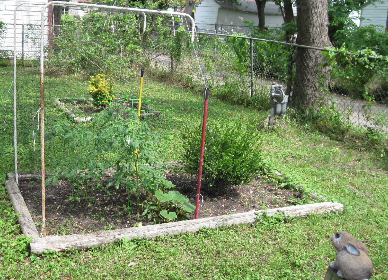 Tomatoes framed, A P Davis, Spring 2016