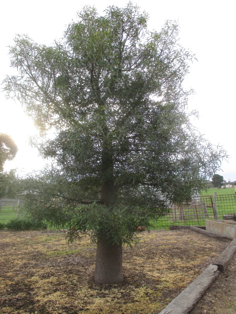 Boab tree, Western Australia