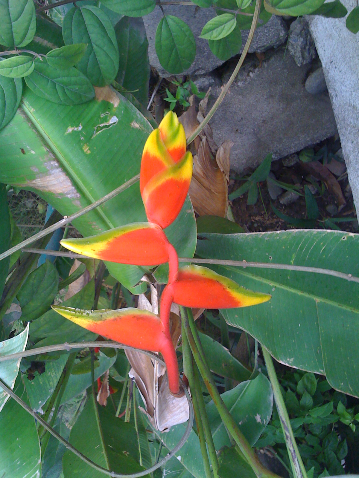 a bird of paradise a bird of paradise
