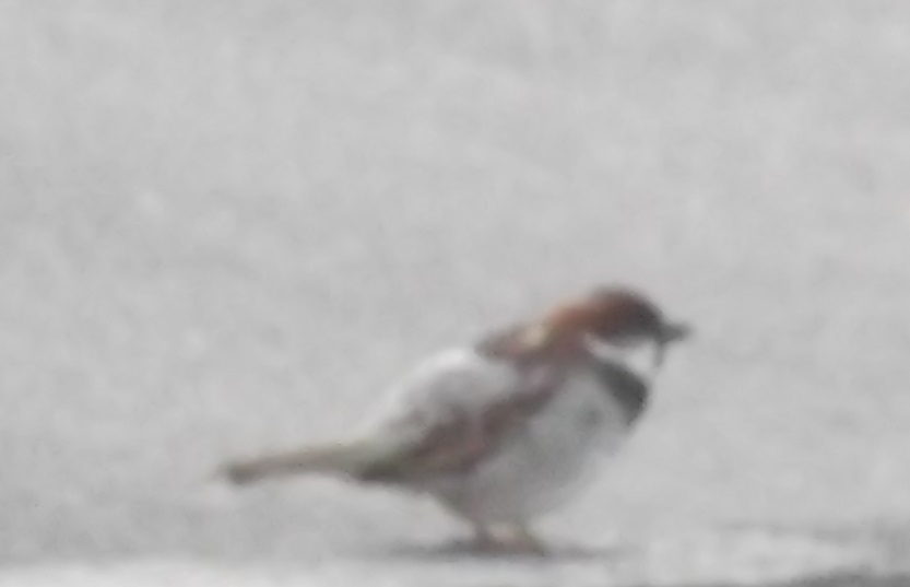 Photo of a sparrow taken by me 5-14-16 Photo of a sparrow taken by me 5-14-16