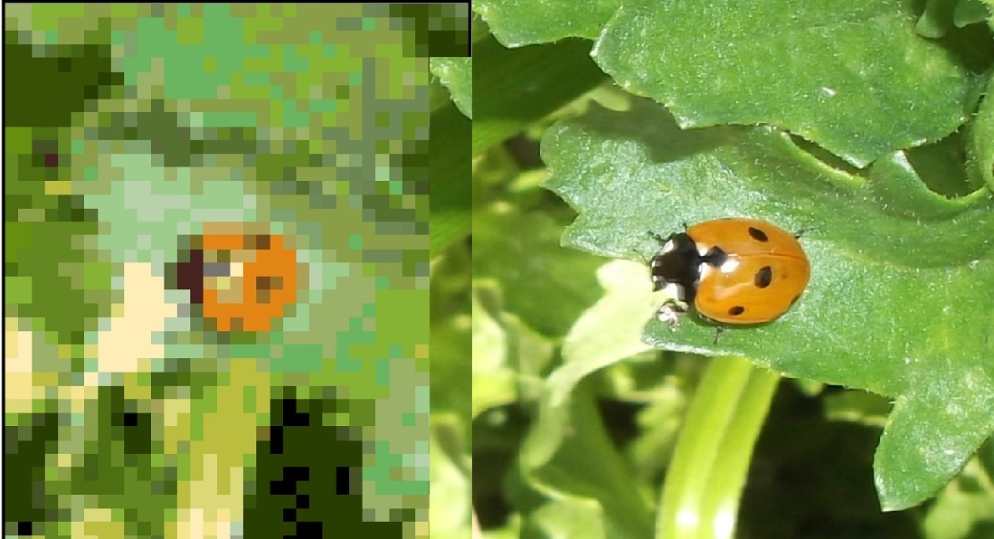 Ladybug pattern created by me from a photo taken by me Ladybug pattern created by me from a photo taken by me