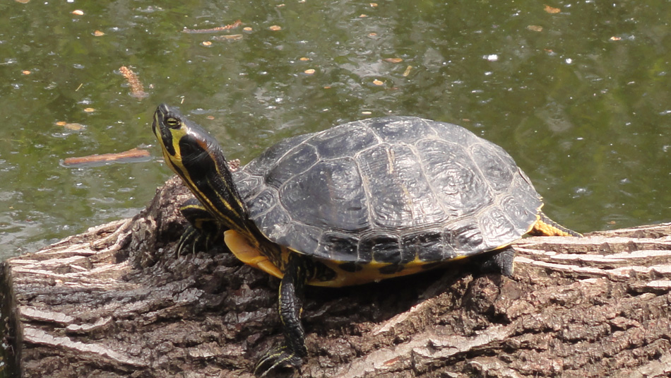 Yellow bellied slider Yellow bellied slider