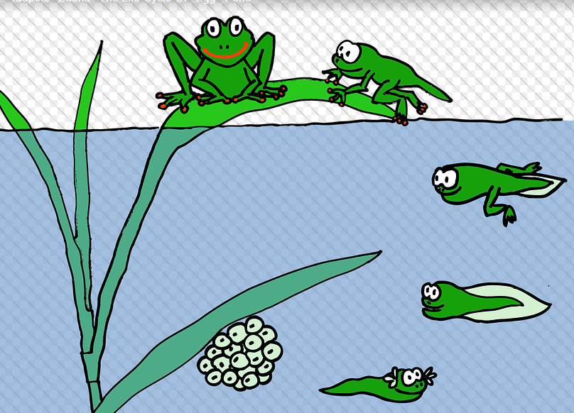 freeimage of frog lifecycle