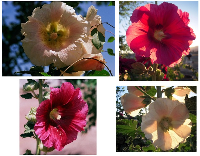 Hollyhocks that used to grow in my yard.