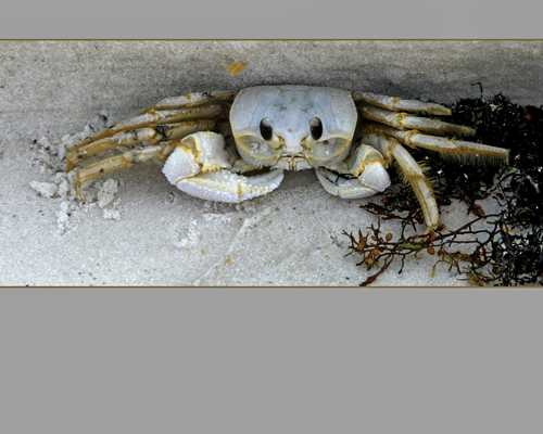 crabby - This image was shot in Florida as we were walking on the beach. This little guy was hidden and watching us. He was so cute I had to stop and photograph him looking right at us. He never moved even with my boys all around they even poked at him. This was shot at 100 ISO 125/5.6. during the middle of the day.